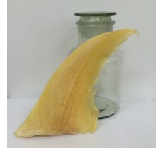 魚翅 (每港斤)